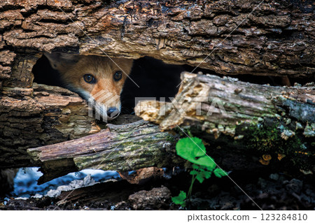 Fox cautiously peeks over the edge of its den in a tree trunk 123284810