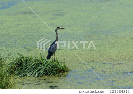 Close-up gray heron in a grass on river coast. Water bird in the nature habitat 123284811