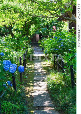 本堂寺的美麗繡球花（千葉縣松戶市） 123285154