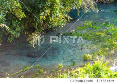 Kakita河公園的春天 123285626