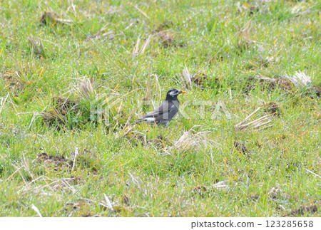 Starlings, Starlings 123285658