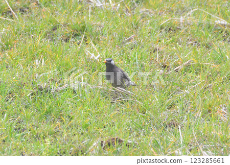 Starlings, Starlings 123285661