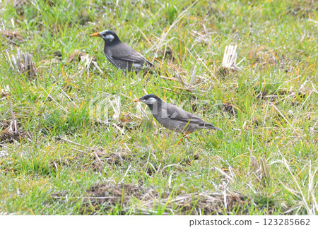 Starlings, Starlings 123285662