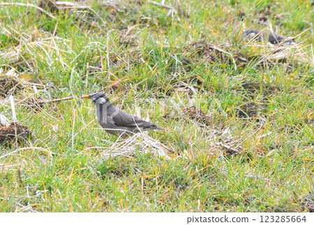 Starlings, Starlings 123285664