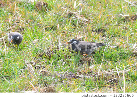 Starlings, Starlings 123285666
