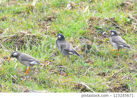 椋鳥,椋鳥 椋鳥,椋鳥 123285671