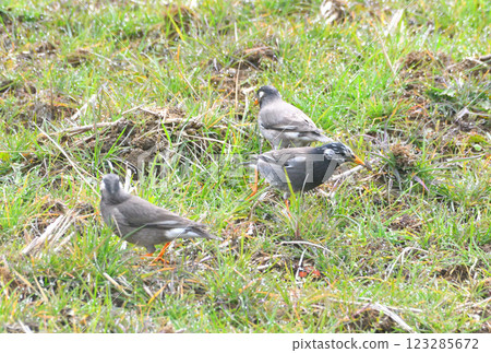 椋鳥,椋鳥 椋鳥,椋鳥 123285672
