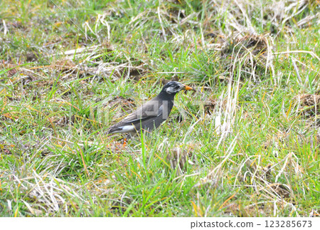 Starlings, Starlings 123285673