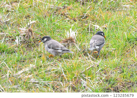 Starlings, Starlings Starlings, Starlings 123285679