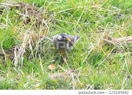 Starlings, Starlings Starlings, Starlings 123285682