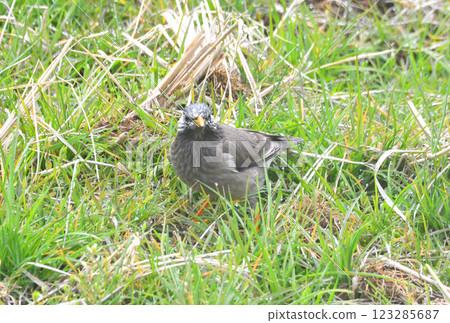 椋鳥,椋鳥 椋鳥,椋鳥 123285687