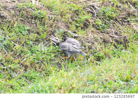 Starlings, Starlings 123285697