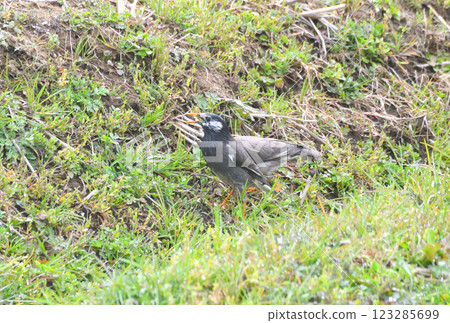 Starlings, Starlings 123285699