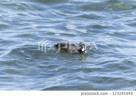  Shinoligamo 123285848