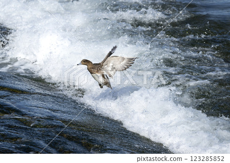  Wigeon 123285852