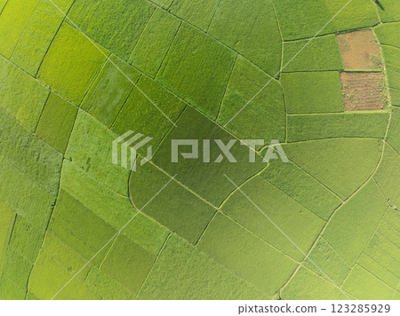 Top view Rice fields in harvest season,High angle view over countryside at northern Vietnam Top view Rice fields in harvest season,High angle view over countryside at northern Vietnam 123285929