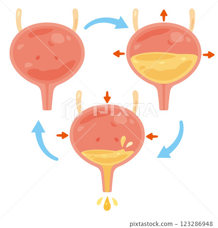 Bladder urination illustration 123286948