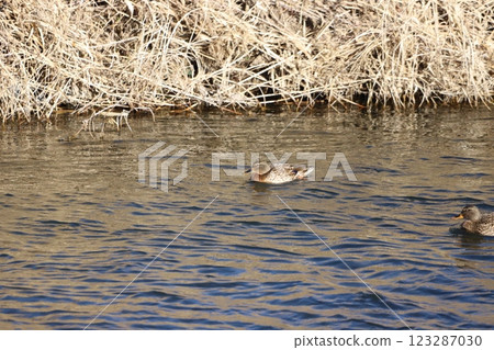 Mangamo在河裡游泳 123287030