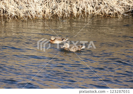 Mangamo在河裡游泳 123287031