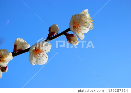白梅花[藍天] 123287314