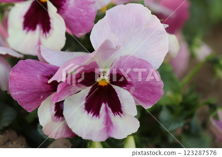 Colorful white and fuchsia pansy flowers blooming in a winter garden 123287576