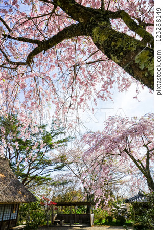 Cherry blossoms in full bloom and thatched roofs at Fumonji Temple in Maniwa City, Okayama Prefecture Cherry blossoms in full bloom and thatched roofs at Fumonji Temple in Maniwa City, Okayama Prefecture 123288149