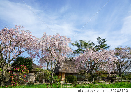 Cherry blossoms in full bloom and thatched roofs at Fumonji Temple in Maniwa City, Okayama Prefecture Cherry blossoms in full bloom and thatched roofs at Fumonji Temple in Maniwa City, Okayama Prefecture 123288150