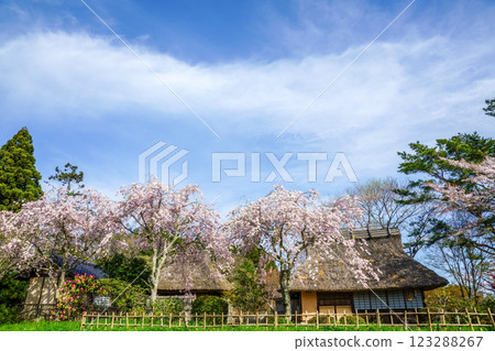 Cherry blossoms in full bloom and thatched roofs at Fumonji Temple in Maniwa City, Okayama Prefecture Cherry blossoms in full bloom and thatched roofs at Fumonji Temple in Maniwa City, Okayama Prefecture 123288267