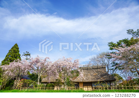 Cherry blossoms in full bloom and thatched roofs at Fumonji Temple in Maniwa City, Okayama Prefecture 123288270