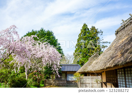 岡山縣真庭普門寺的櫻花和茅草屋頂 岡山縣真庭普門寺的櫻花和茅草屋頂 123288272