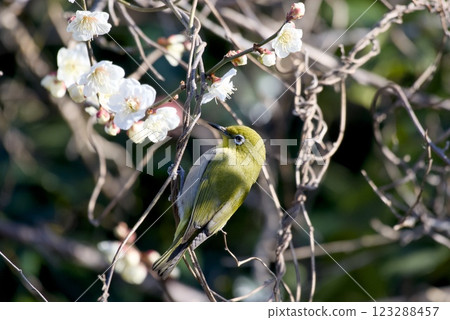 White-eye that sucks the nectar of plum blossoms 123288457
