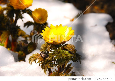 阿多尼斯花在雪中昂首挺立 阿多尼斯花在雪中昂首挺立 123288628