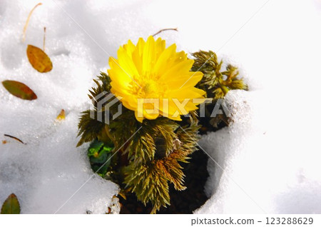 儘管下雪,阿多尼斯花仍能吸收陽光 儘管下雪,阿多尼斯花仍能吸收陽光 123288629