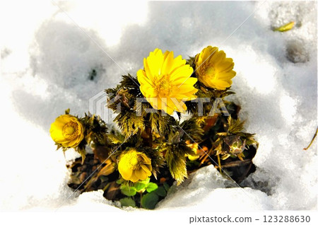 一朵阿多尼斯花從雪中冒出來 一朵阿多尼斯花從雪中冒出來 123288630