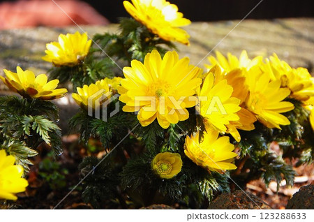 阿多尼斯花在陽光下開放，在太陽下山時閉合 123288633