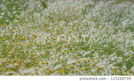 White Field Or Chamomilla. Chamomile Flowers Field With Green Grass. In Meadow. Flowers In Field. Flowers Blooming In Field. Close Up. White Field Or Chamomilla. Chamomile Flowers Field With Green Grass. In Meadow. Flowers In Field. Flowers Blooming In Field. Close Up. 123288738