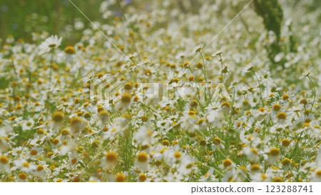 Field Of White Chamomile Waving. White Flowers In A Green Field Sway In Wind. Beautiful Sunrise Over Flower Fields. Close Up. Field Of White Chamomile Waving. White Flowers In A Green Field Sway In Wind. Beautiful Sunrise Over Flower Fields. Close Up. 123288741