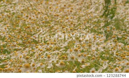 Europe Nature And Biology In Summer Evening. Environmental Conservation. Beautiful Summer Day Over Field. Beautiful Natural Landscape. Gimbal shot. 123288744