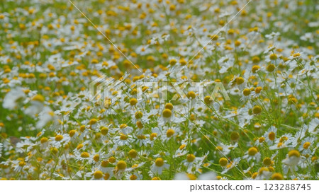 White Flowers In A Field Of Green Grass Sway In Wind. White Blooming Chamomile Flowers Summer Field Meadow. Nature Tranquility. Gimbal shot. 123288745