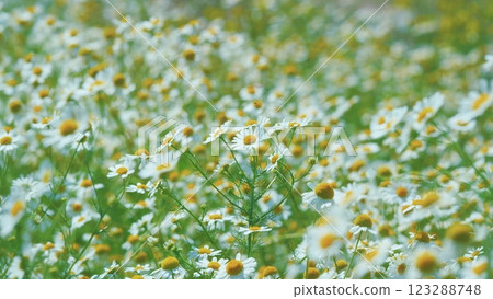 Wildflowers In Nature Spring. Summer Flowers. Spring Biology. Field With Chamomile Flowers. Beautiful Summer Meadow. White Chamomilla. Gimbal shot. Wildflowers In Nature Spring. Summer Flowers. Spring Biology. Field With Chamomile Flowers. Beautiful Summer Meadow. White Chamomilla. Gimbal shot. 123288748