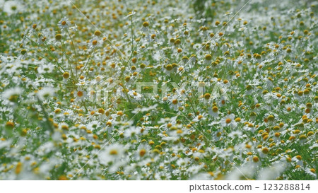 Group Of White Chamomile In A Meadow. White Flowers In A Field Of Green Grass Sway In Wind At Sunset. Flowers Swaying In Wind In Summer Day. Wild Field Flowers. Gimbal Stabilize. Group Of White Chamomile In A Meadow. White Flowers In A Field Of Green Grass Sway In Wind At Sunset. Flowers Swaying In Wind In Summer Day. Wild Field Flowers. Gimbal Stabilize. 123288814