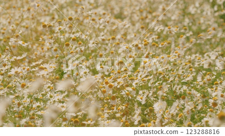 Nature Tranquility. Wild Floral Field With White Chamomile. Flower On A Sunny Summer Day. Curative Herbs And Plants Concept. Gimbal Stabilize. Nature Tranquility. Wild Floral Field With White Chamomile. Flower On A Sunny Summer Day. Curative Herbs And Plants Concept. Gimbal Stabilize. 123288816