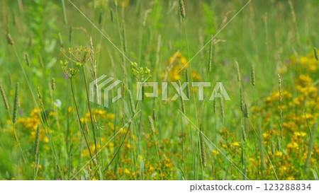 Yellow Flowers Of Perforate St-Johns Wort Or Hypericum Perforatum. Hypericum Is A Medicinal Plant. Gimbal shot. 123288834