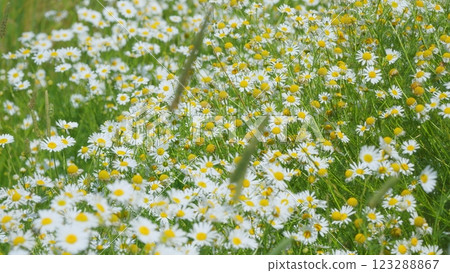 Blooming Chamomile In Green Field In Spring Meadow. Panorama Chamomile Field. White And Yellow Spring Flowers. Amazing Natural View. Close Up. 123288867