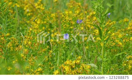 Yellow Flowers Of Perforate St-Johns Wort Or Hypericum Perforatum. Hypericum Is A Medicinal Plant. Gimbal shot. Yellow Flowers Of Perforate St-Johns Wort Or Hypericum Perforatum. Hypericum Is A Medicinal Plant. Gimbal shot. 123288875