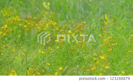 Hypericum Flowers Or Hypericum Perforatum Or St John S Wort, On Meadow. It S Antidepressant. Gimbal Stabilize. 123288879