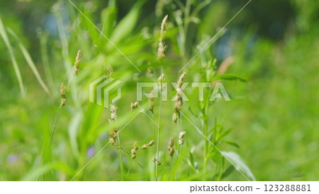 Wind Gently Sways Grass Stalks. Field In Summer With Tall Grass. Spring Morning In Nature. Tranquil Field. Summer On Lawn. Gimbal Stabilize. 123288881