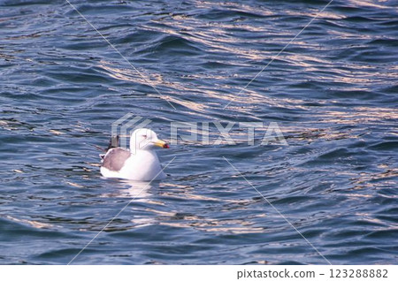 海鷗在波浪中 123288882