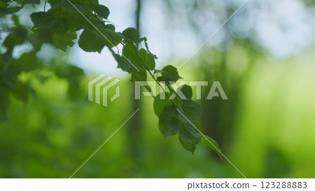 Beautiful Summer Morning In Forest. Moving In Summer Forest. Beautiful Sunny Morning In Green Forest. Green Trees In Forest. Steadicam Shot. Beautiful Summer Morning In Forest. Moving In Summer Forest. Beautiful Sunny Morning In Green Forest. Green Trees In Forest. Steadicam Shot. 123288883