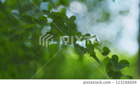 Beautiful Colorful Summer Season. Young Green Foliage In Park. Fresh Green Tree With Beautiful Sunlight. Green Wood. Gimbal shot. 123288884